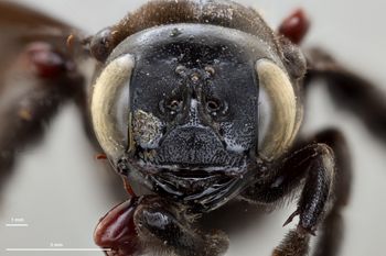 Media type: image;   Entomology 810663 Aspect: head frontal view